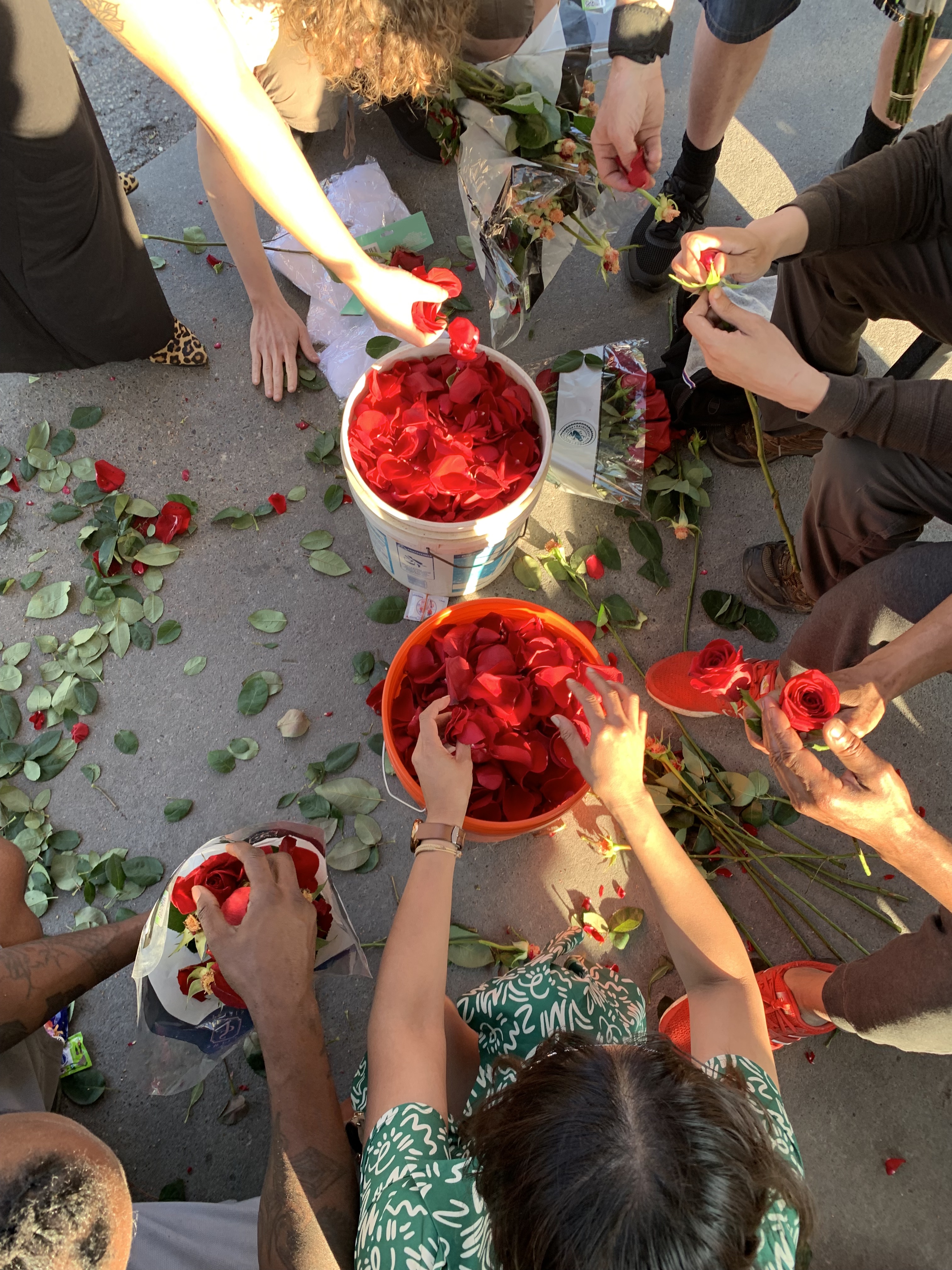 many hands fill five-gallon buckets with rose petals