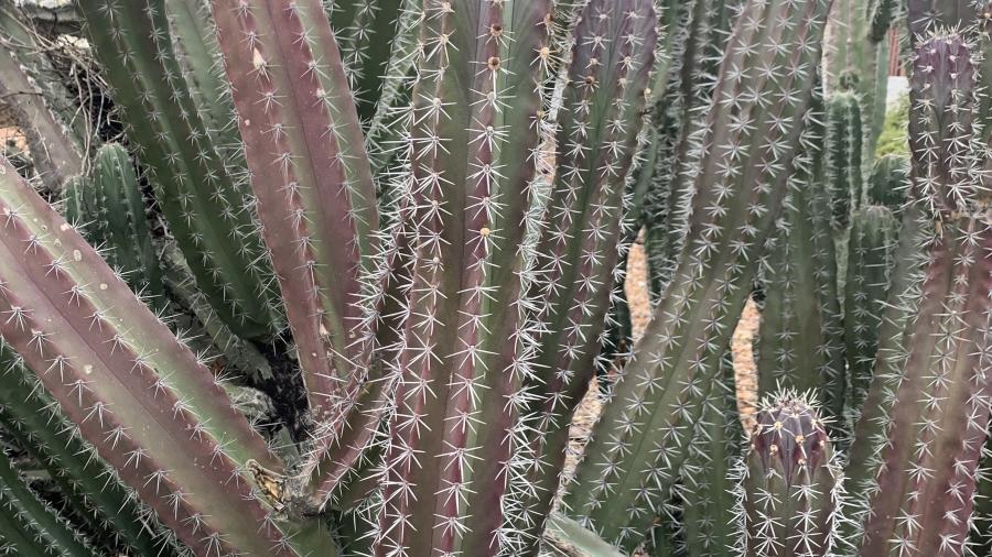 Green and purple cactus