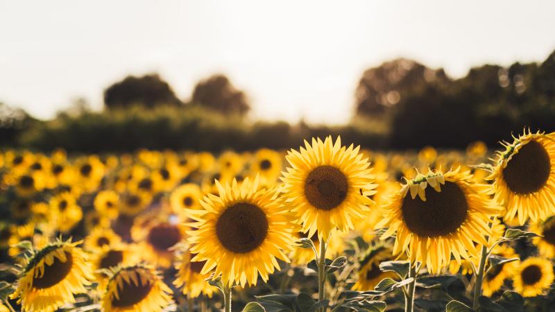 Field of sunflowers.