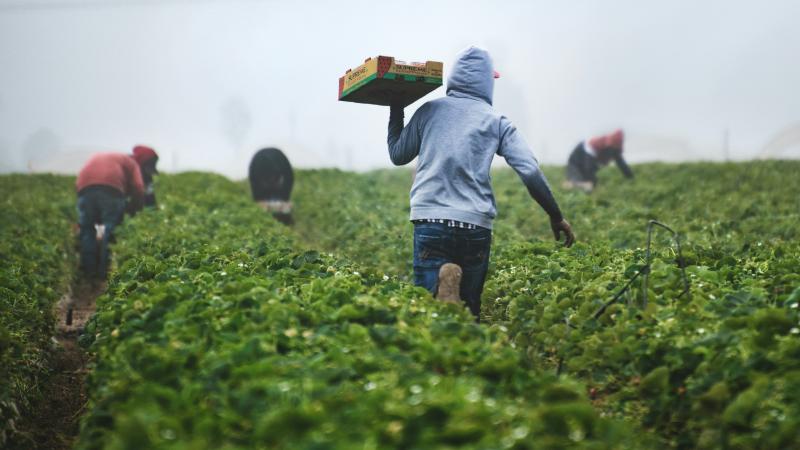 Farmworkers carry pallets in a field.