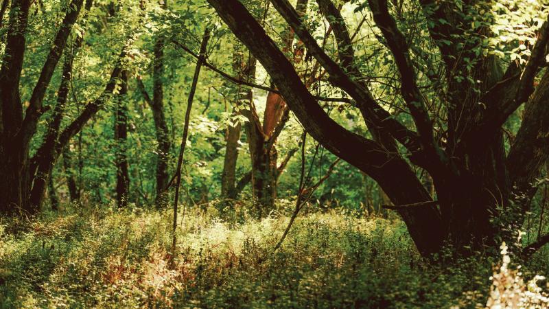 Photo by Peyton Fulford